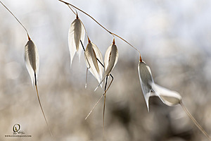 GH_PH25_IMG_1358-Enhanced-NR.jpg