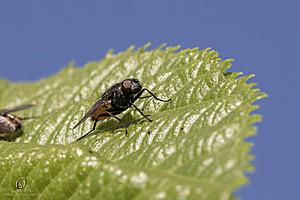 GH_PH25_IMG_1399-Enhanced-NR.jpg
