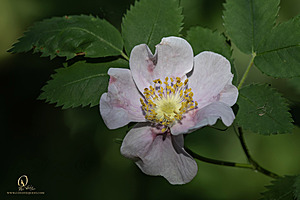 GH_PH25_IMG_1445-Enhanced-NR.jpg