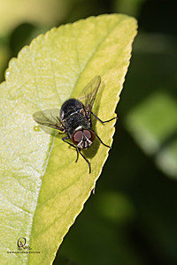 GH_PH25_IMG_1463-Enhanced-NR.jpg