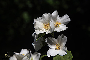GH_PH25_IMG_1534-Enhanced-NR.jpg
