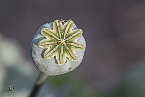 GH_PH25_IMG_1678-Enhanced-NR.jpg