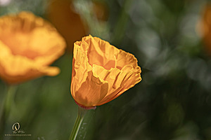 GH_PH25_IMG_1745-Enhanced-NR.jpg