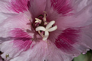 GH_PH25_IMG_1762-Enhanced-NR.jpg