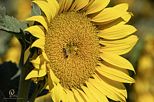RR_PH25_IMG_2647-Enhanced-NR.jpg