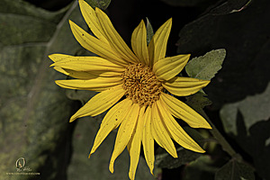 RR_PH25_IMG_2663-Enhanced-NR.jpg