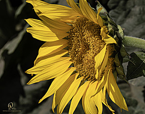 RR_PH25_IMG_2666-Enhanced-NR.jpg