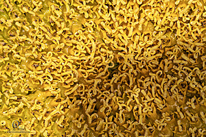 RR_PH25_IMG_2670-Enhanced-NR.jpg