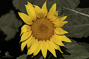 RR_PH25_IMG_2678-Enhanced-NR.jpg