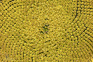 RR_PH25_IMG_2681-Enhanced-NR.jpg