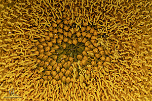 RR_PH25_IMG_2694-Enhanced-NR.jpg