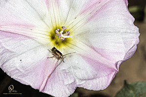 RR_PH25_IMG_2707-Enhanced-NR.jpg