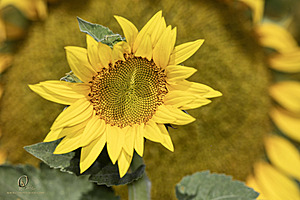 RR_PH25_IMG_2725-Enhanced-NR.jpg