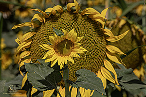 RR_PH25_IMG_2728-Enhanced-NR.jpg