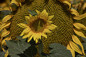 RR_PH25_IMG_2729-Enhanced-NR.jpg