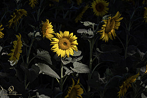 RR_PH25_IMG_2735-Enhanced-NR.jpg