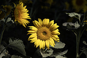 RR_PH25_IMG_2736-Enhanced-NR.jpg