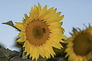 RR_PH25_IMG_2739-Enhanced-NR.jpg
