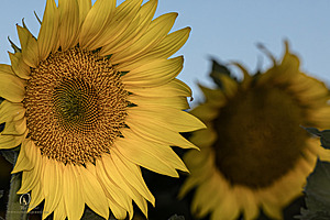 RR_PH25_IMG_2749-Enhanced-NR.jpg