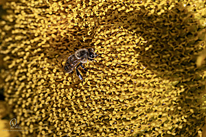 RR_PH25_IMG_2773-Enhanced-NR.jpg
