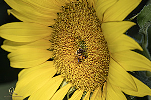 RR_PH25_IMG_2777-Enhanced-NR.jpg