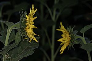 RR_PH25_IMG_2795-Enhanced-NR.jpg
