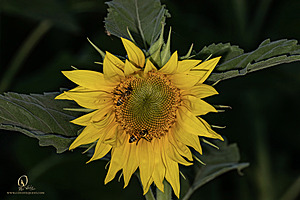 RR_PH25_IMG_2813-Enhanced-NR.jpg