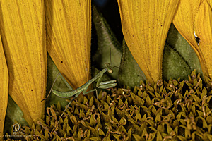 RR_PH25_IMG_2841-Enhanced-NR.jpg