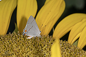 RR_PH25_IMG_2936-Enhanced-NR.jpg