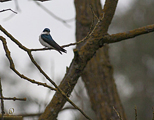 IMG_2137.jpg