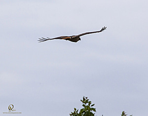 IMG_2149.jpg