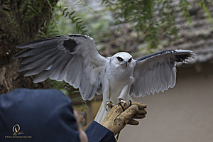 IMG_2289.jpg