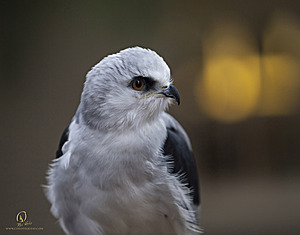 IMG_2640.jpg