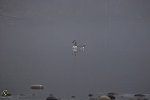 020_Effie_PR17_IMG_3075.jpg