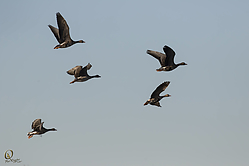 SNWR_PR17_IMG_1840.jpg