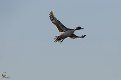 SNWR_PR17_IMG_1874.jpg