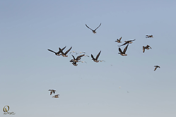 SNWR_PR17_IMG_1949.jpg