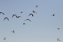 SNWR_PR17_IMG_1951.jpg