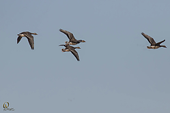 SNWR_PR17_IMG_1954.jpg