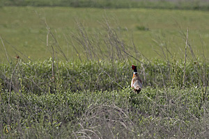 YPB_PR17_img_7270.jpg