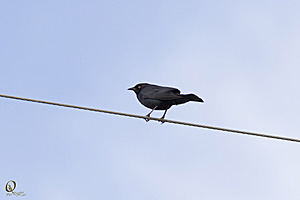 YPB_PR17_img_7388_2.jpg