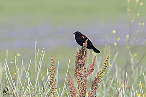 YPB_PR17_img_7395_2.jpg