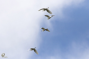 YPB_PR17_img_7438_2.jpg