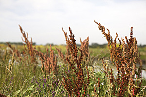 YPB_PR17_img_7445.jpg