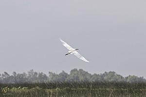YPB_PR17_img_7502.jpg