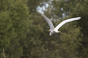 YPB_PR17_img_7600.jpg