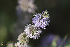 YBW_PR17_IMG_8600.jpg
