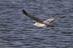 YBW_PR17_IMG_8826.jpg