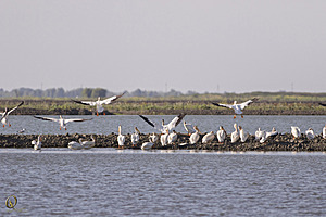 YBW_PR17_IMG_8862.jpg
