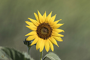 YBW_PR17_IMG_8980.jpg